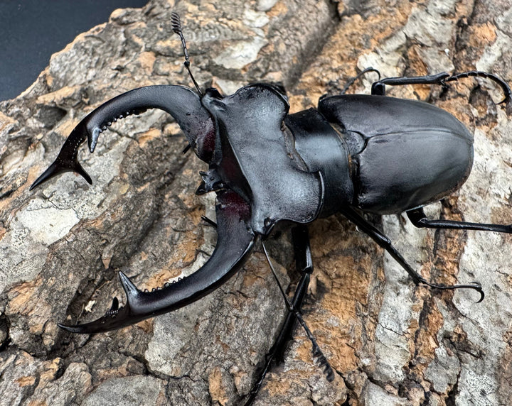 《アクベシアヌスミヤマ 84mm ペア》