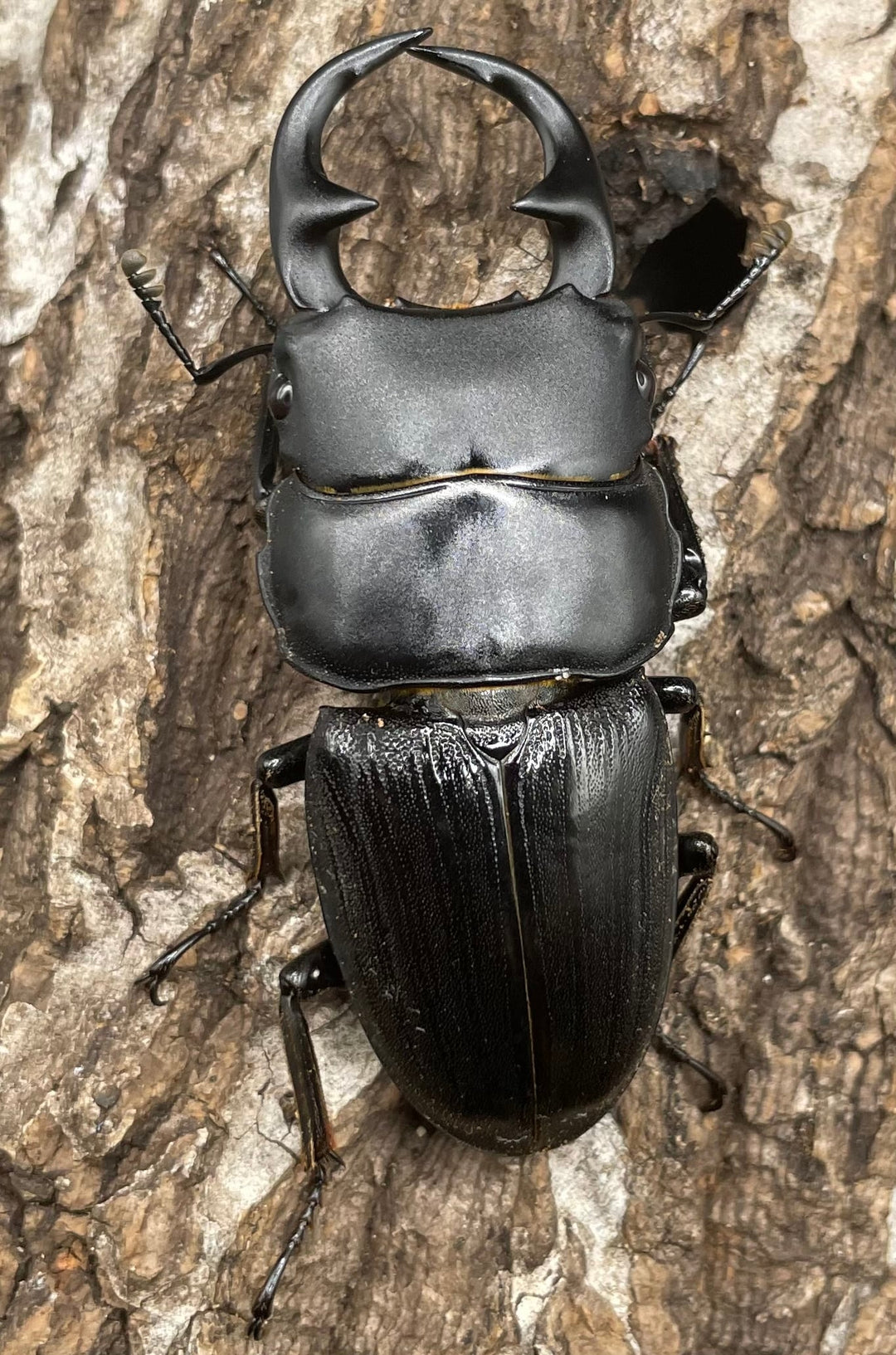 【WD】《パラワンパリーオオクワ 60mmUP ペア》