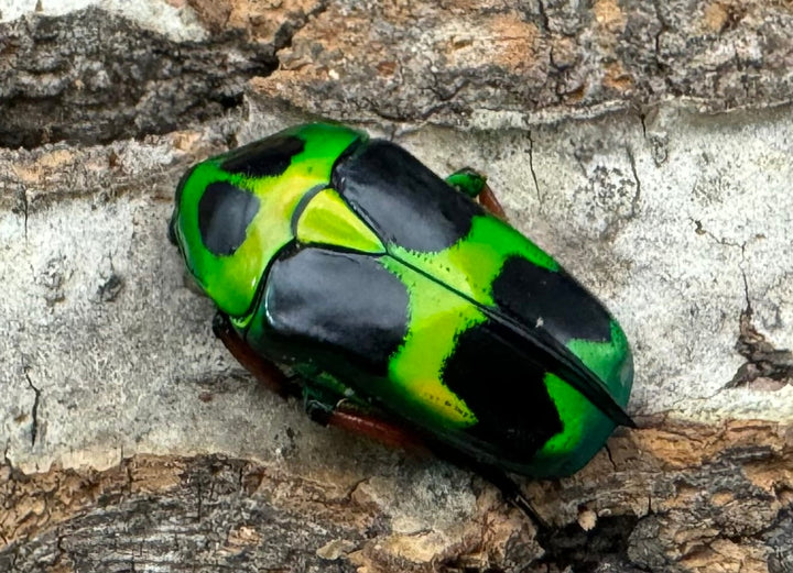 【WD】《マックレーツヤカナブン 赤タイプ ペア》