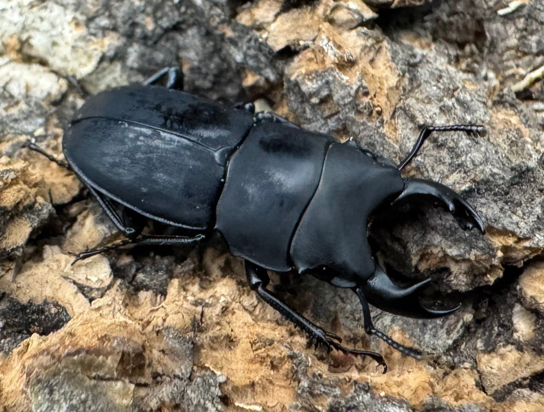 【WF2】《メタドルクス ロトゥンダトゥス ペア＋♂1頭おまけ》