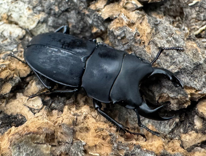 【WF2】《メタドルクス ロトゥンダトゥス ペア＋♂1頭おまけ》