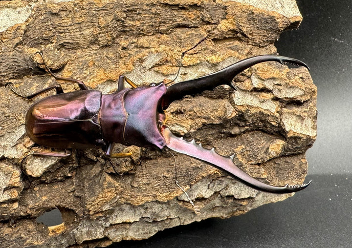 【美麗】《メタリフェルホソアカ 75mm ペア》わたくわ氏ブリード個体