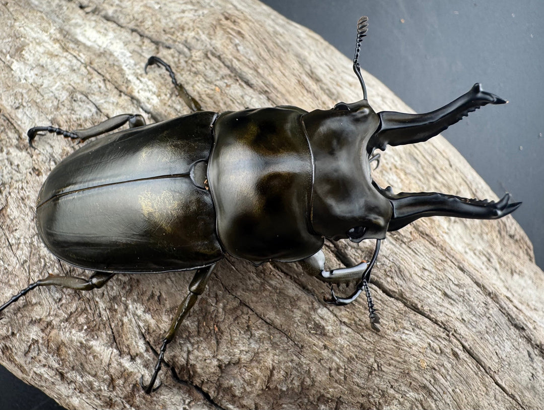 【F0】《ローゼンベルグオウゴンオニクワガタ 71.5mm ペア》