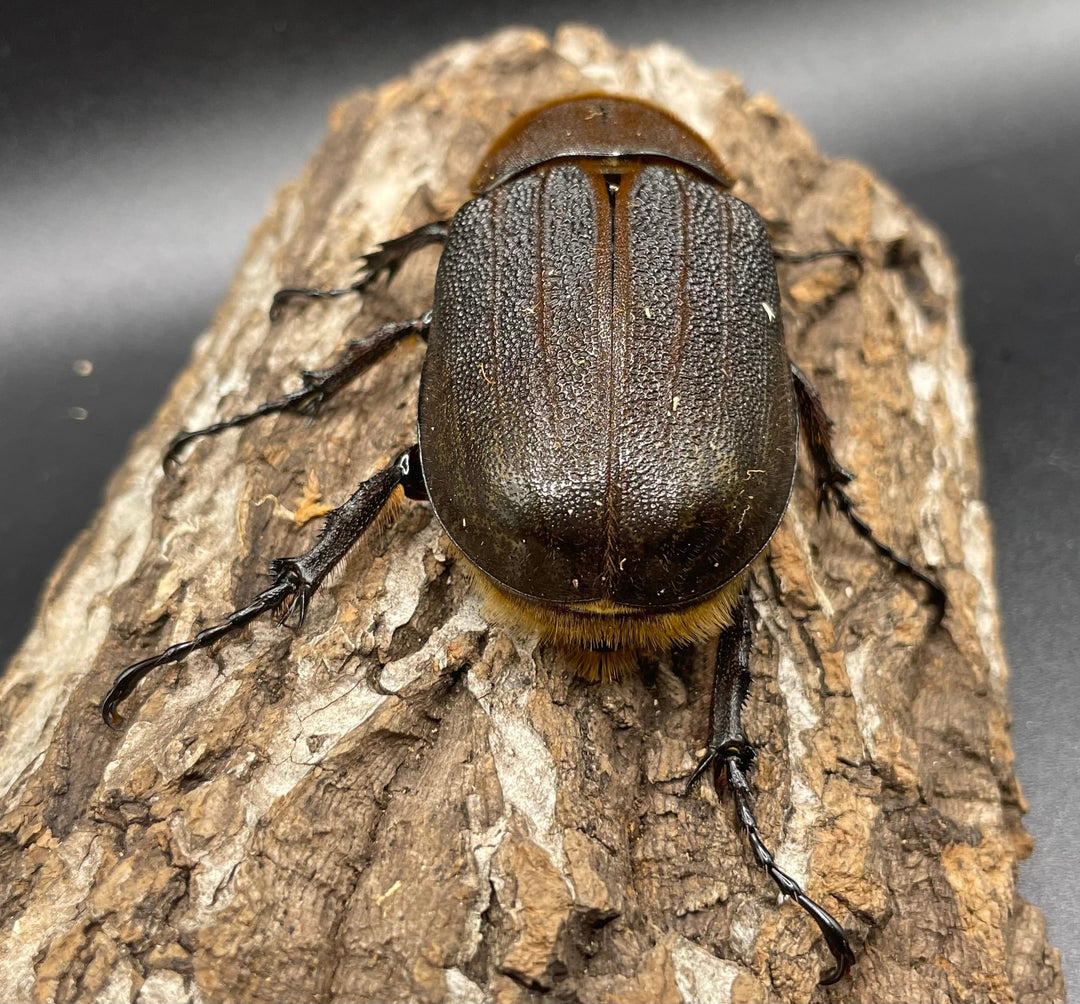 即ブリ《ヘラクレス・ヘラクレス 158mm ペア》