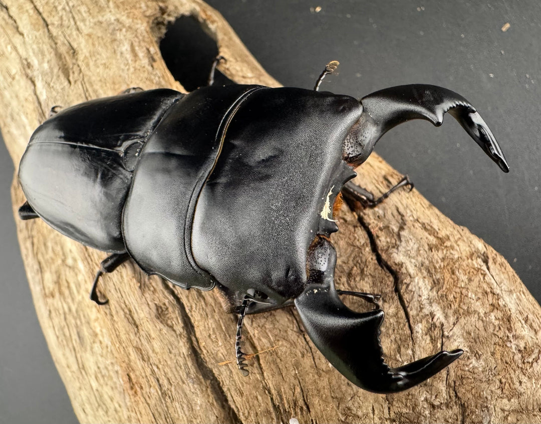 【WF4】《ダイオウヒラタ 東ジャワ産 80mm ペア》