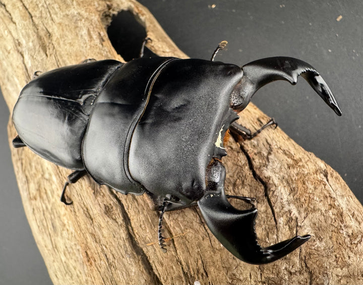 【WF4】《ダイオウヒラタ 東ジャワ産 80mm ペア》