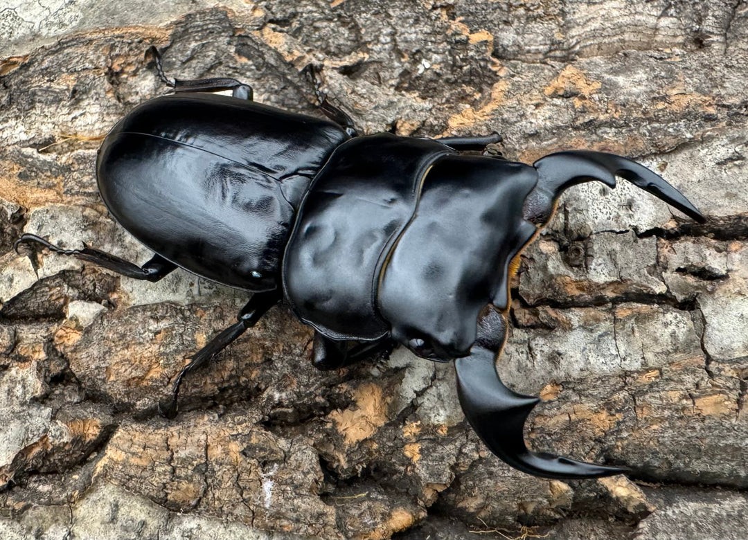 《インドアンタエウス タイガーヒル産 72mm ペア》