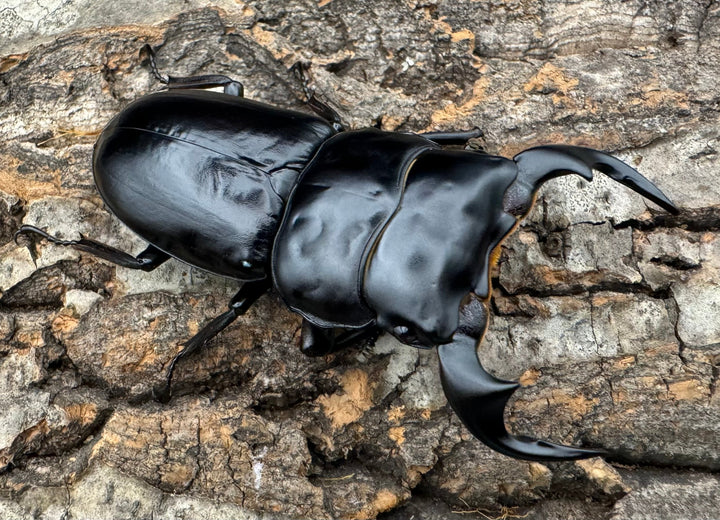 《インドアンタエウス タイガーヒル産 72mm ペア》