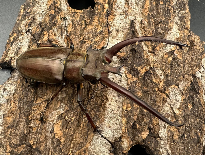 【WD】《プラネットミヤマ 73mm ペア》