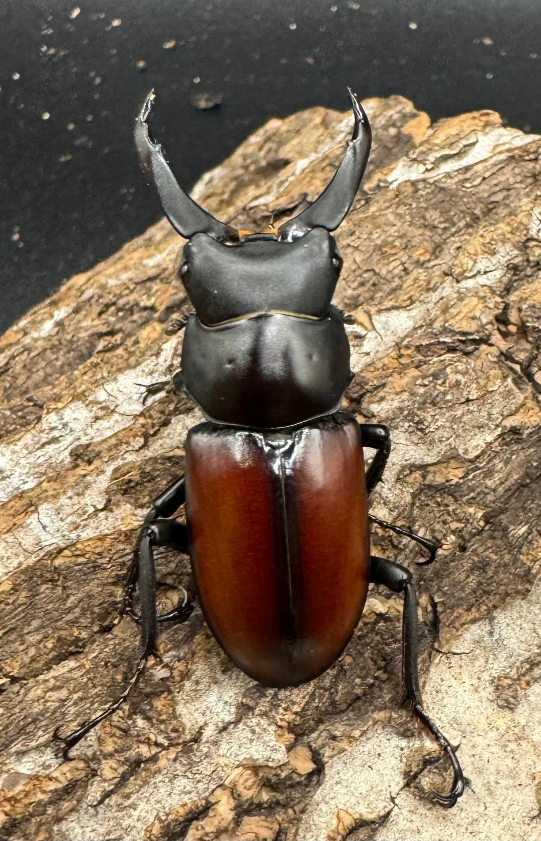 【WD】《マクレイコクワ 45mm ♂♀♀トリオ》