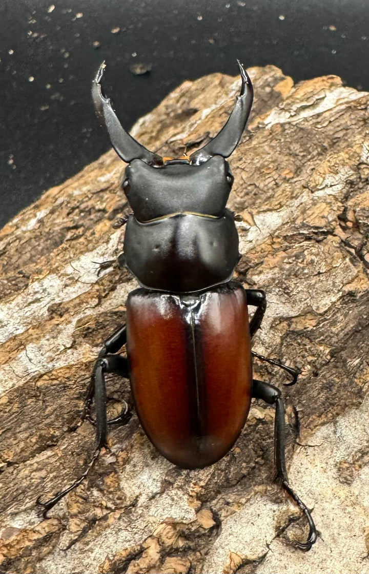 【WD】《マクレイコクワ 45mm ♂♀♀トリオ》