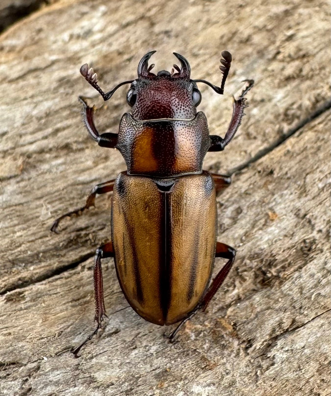 【WD】《アッサムホソアカ原名亜種 30.5mm A'品♂♀♀トリオ》