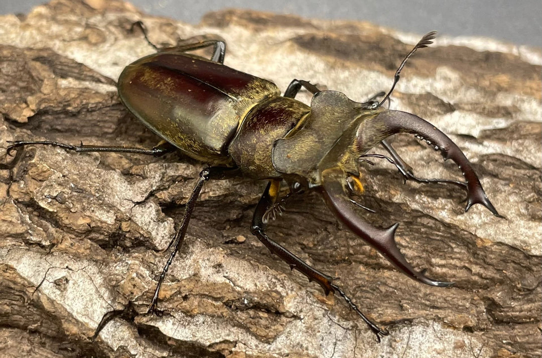 【WD】超貴重《ディルクミヤマクワガタ 50mm ペア》