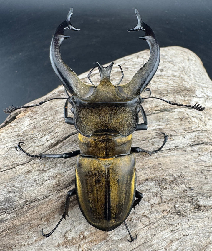 【WD】《フルキフェルミヤマ 75.5mm ペア》