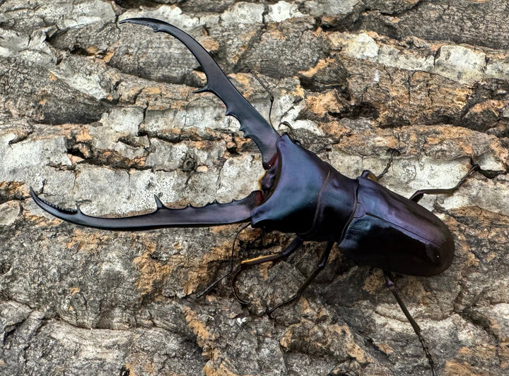 【美麗】即ブリ《メタリフェルホソアカ 77mm ペア》わたくわ氏ブリード個体