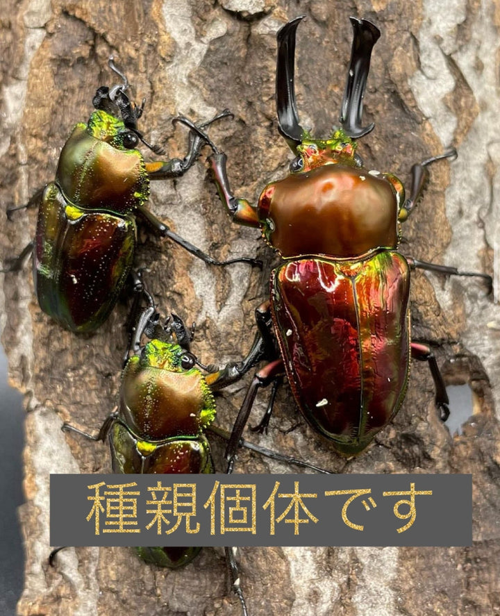 《ニジイロクワガタ 58mm ペア》