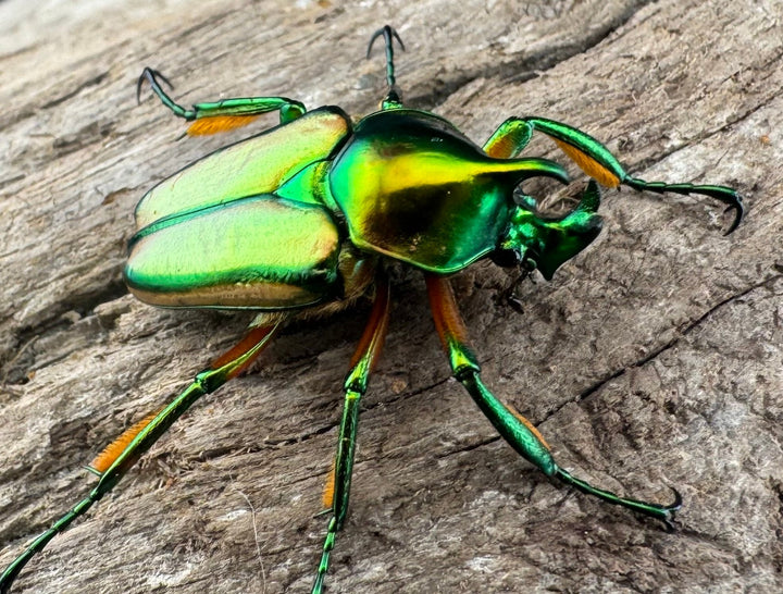 【WD】《セブヒメカブトハナムグリ亜種kachikun ペア》