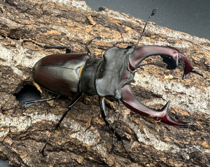 即ブリ《ヨーロッパミヤマ（ケルブスミヤマ） 72mm ペア》