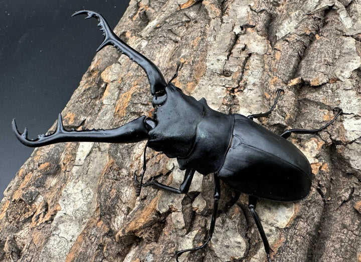 【WD】《ギラファノコギリ亜種ケイスケ 100mm ペア》