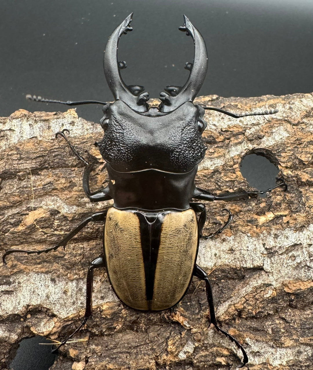 【WD】《ルデキンツヤクワガタ 77mm ペア》