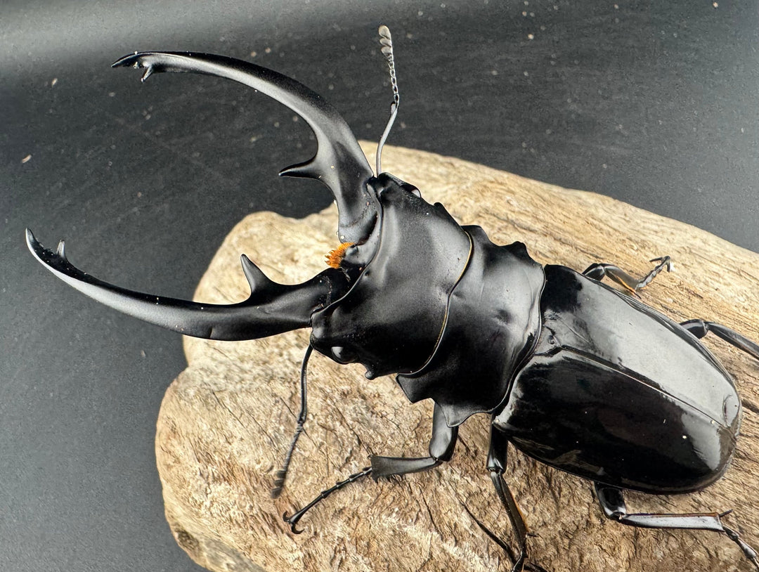 【WD】良型《インターメディアツヤクワガタ ネグロス島産 96mm ペア》