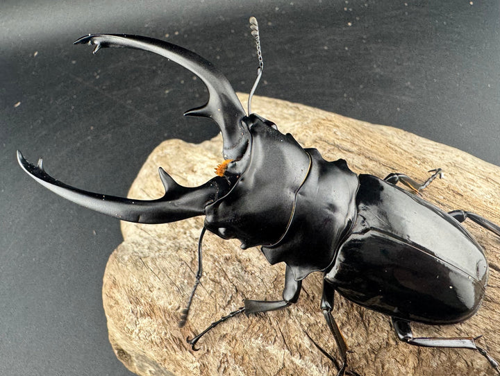 【WD】良型《インターメディアツヤクワガタ ネグロス島産 96mm ペア》