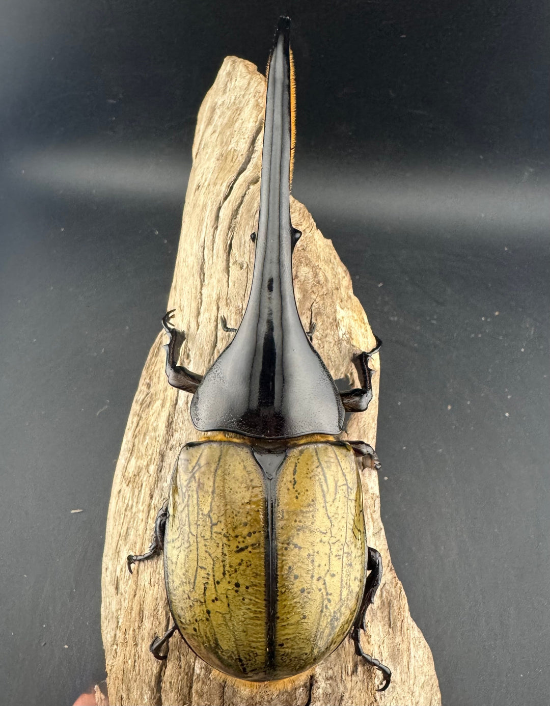 即ブリ《ヘラクレス・ヘラクレス 優良血統 139mm ペア》