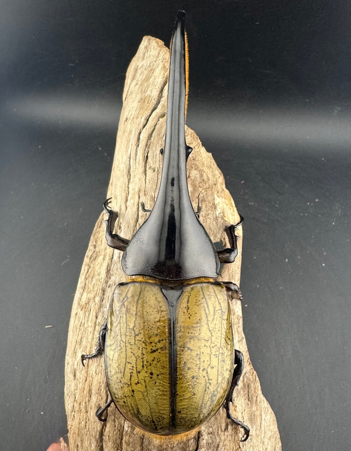 即ブリ《ヘラクレス・ヘラクレス 優良血統 139mm ペア》