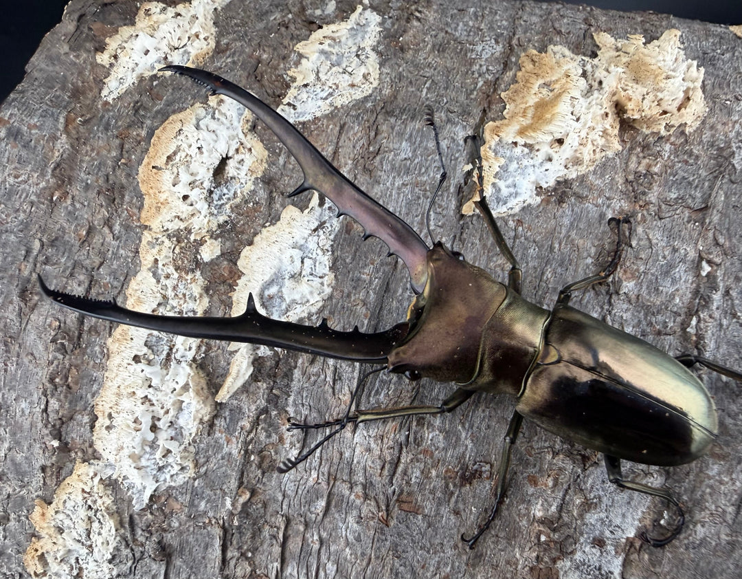 【WD】《メタリフェルホソアカ亜種フィナエ 85.5mm ペア》