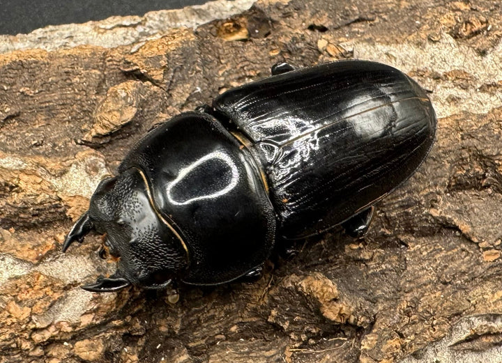 《オオクワガタ 川西血統 78mm ペア》ヒート氏ブリード個体