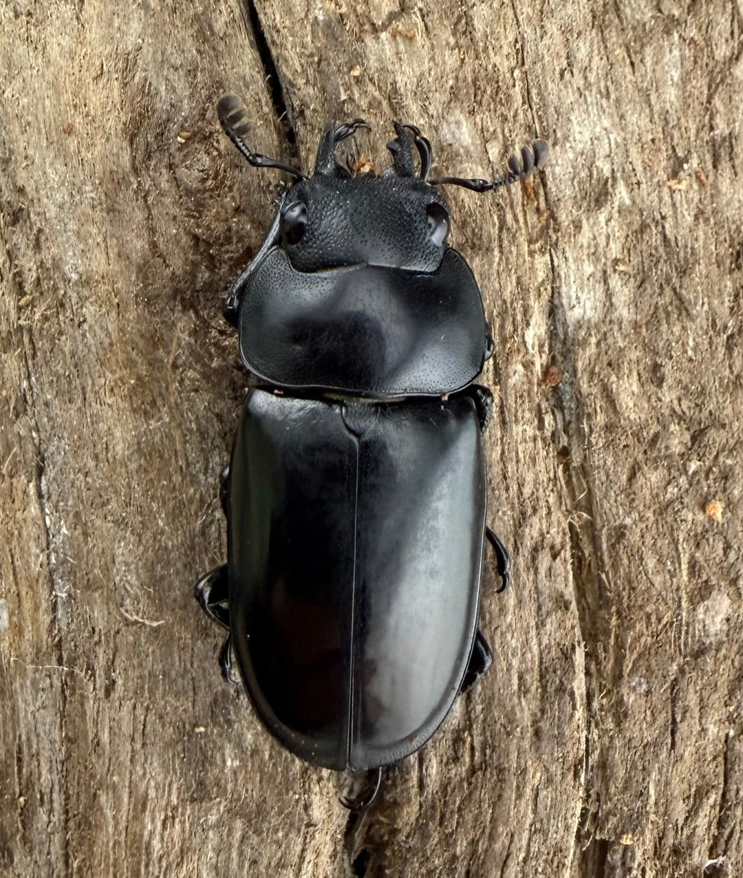 【WD】《ブッダノコギリ原名亜種 40mm ペア》