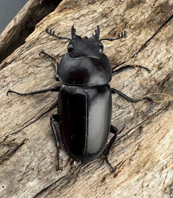 【WD】《ブッダノコギリ フィリピン北部亜種 51.5mm A'品ペア》