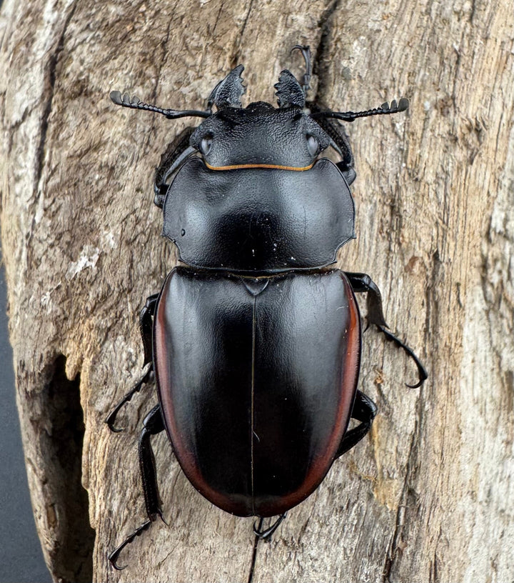 【WD】《クベラツヤクワガタ亜種sinensis 浙江省産 73.5mm ペア》