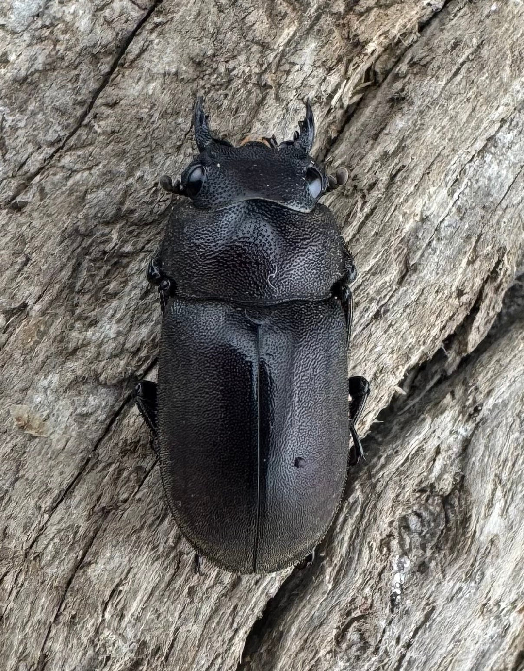 【WD】珍品《ジュクンドゥスヒメヒラタクワガタ Free ペア》