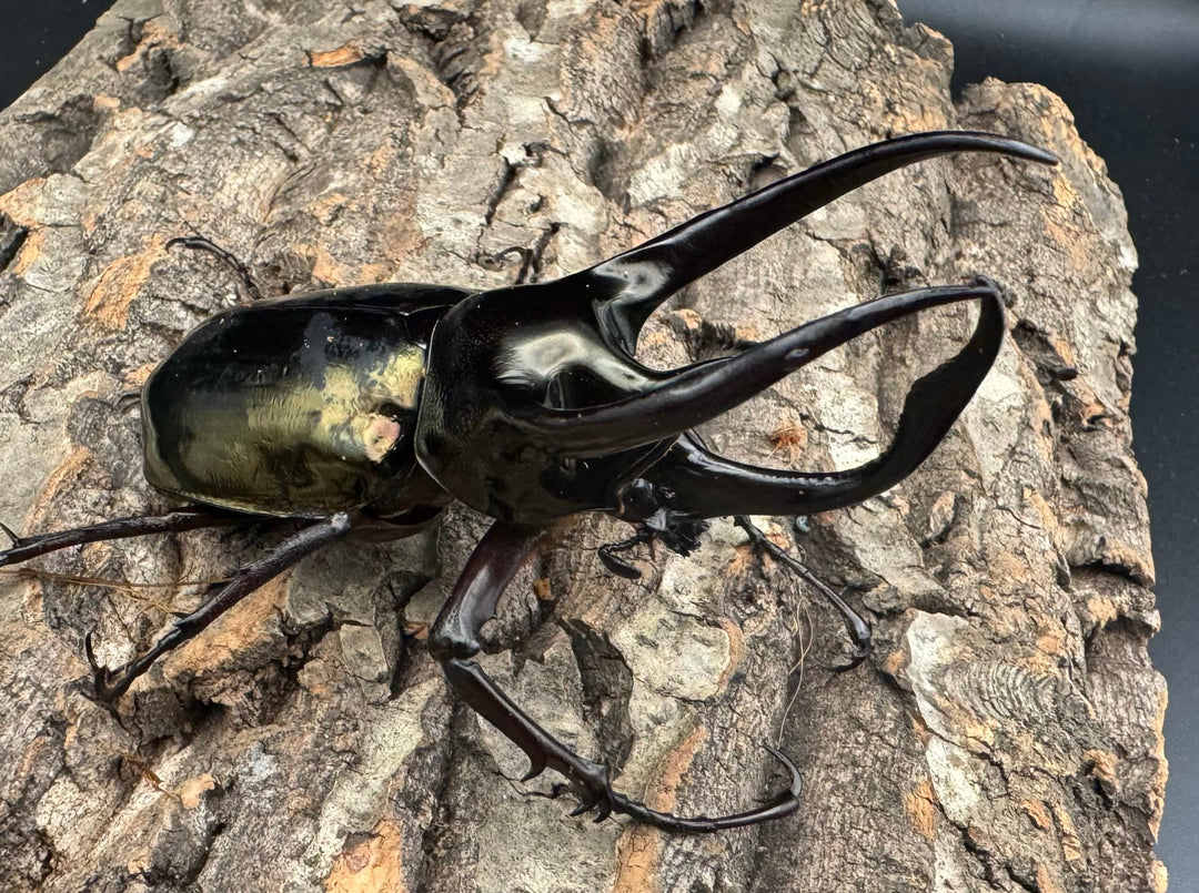 【WD】《ミンダナオアトラスオオカブト 95mm ペア》