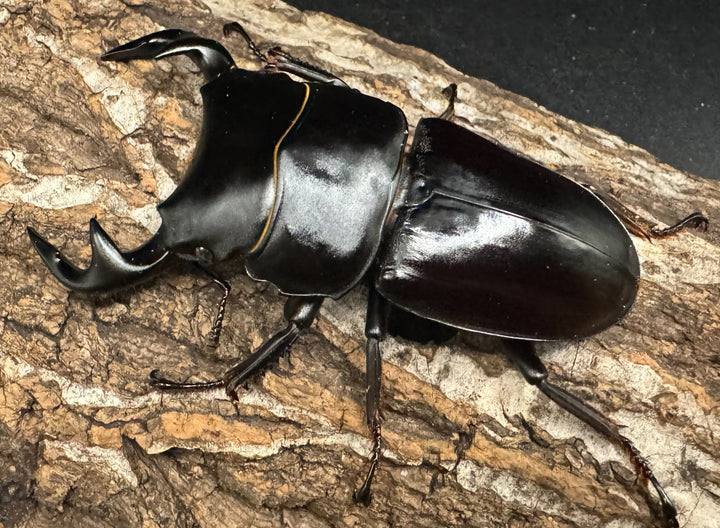 《インドグランディス亜種moriyai Garda95.0血統 81mm ペア》Soul氏ブリード個体