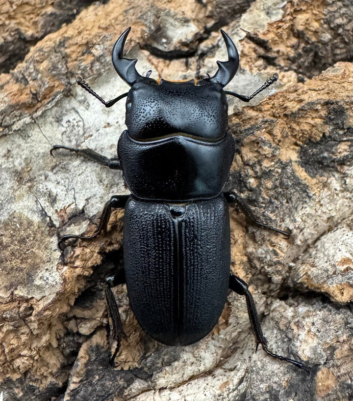 【WD】《ドルクス メンシウス 30ｍｍ ペア》