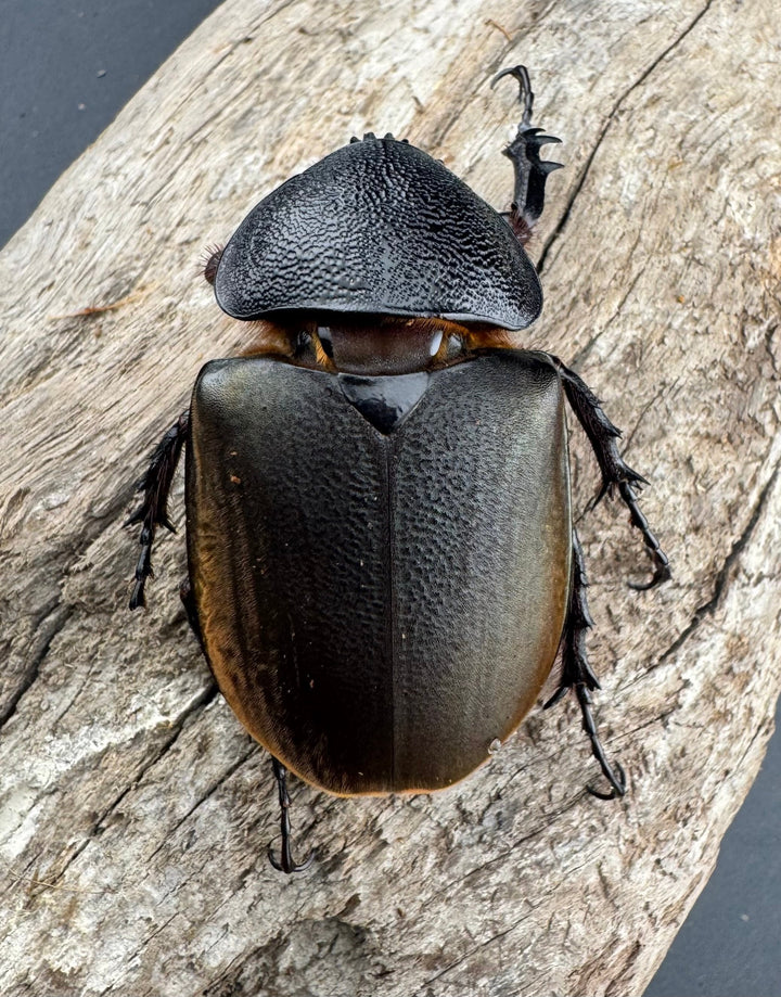 【WD】《ジャワコーカサスオオカブト 114mm A’品ペア》