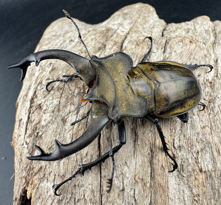 【WD】《セリケウスミヤマ ssp. 64mm ペア》