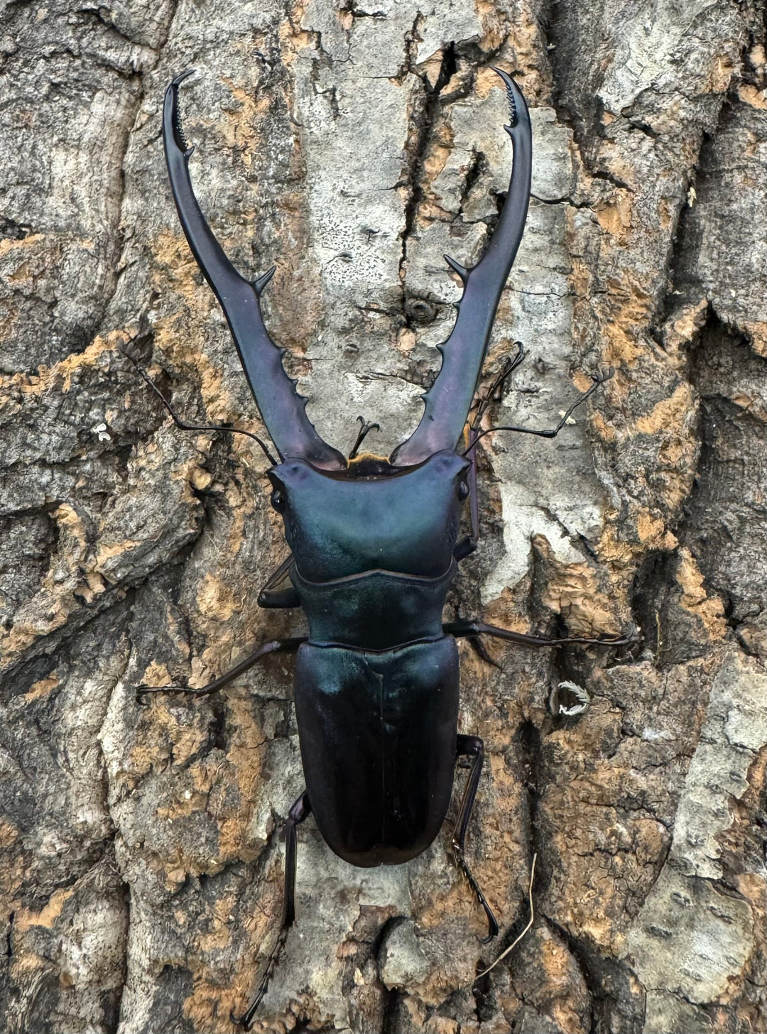 【美麗】高グレード《メタリフェルホソアカ 75mm ペア》わたくわ氏ブリード個体