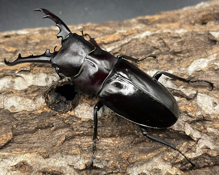 【WD】《アドゥンクスフタマタミャンマー北部亜種 66mm B品ペア》