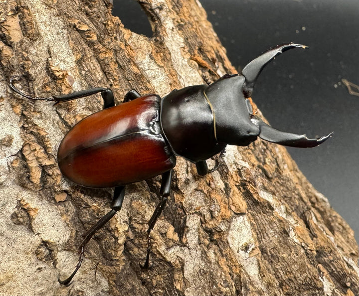 【WD】《マクレイコクワ 45mm ♂♀♀トリオ》