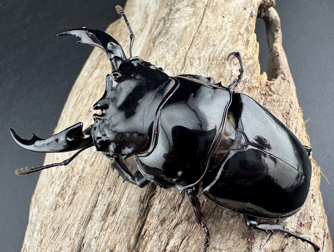 《レギウスオオツヤクワガタ 81mm ペア》