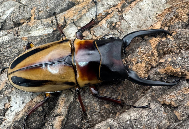 《ファブリースノコギリ亜種タカクワイ 79mm ペア》