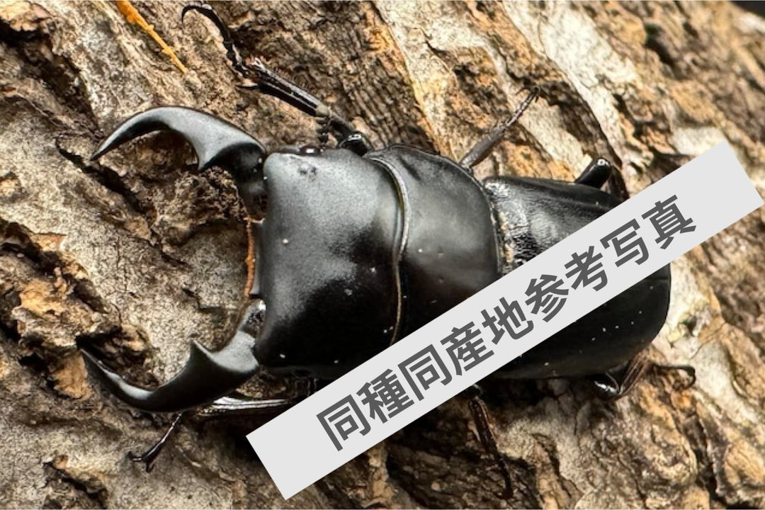 【WF1】《ドルクス メンシウス 幼虫3頭セット（ペア+1頭）》