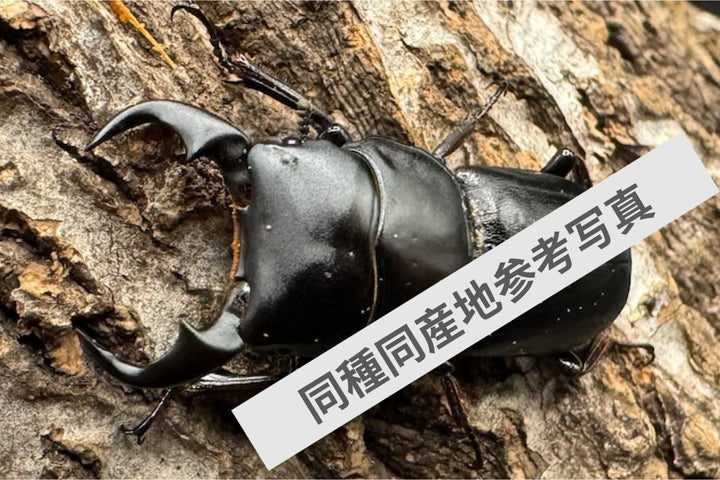 【WF1】《ドルクス メンシウス 幼虫3頭セット（ペア+1頭）》