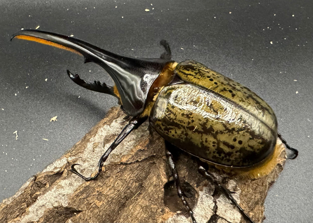 《ヘラクレス・ヘラクレス 126mm ペア》