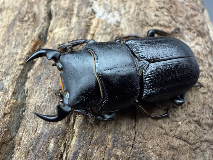 【WD】《ドルクス zhouchaoi（メンシウス ssp.） 26mm ペア》