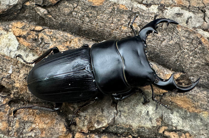 【WD】《ミンダナオパリーオオクワ  56mm ペア》