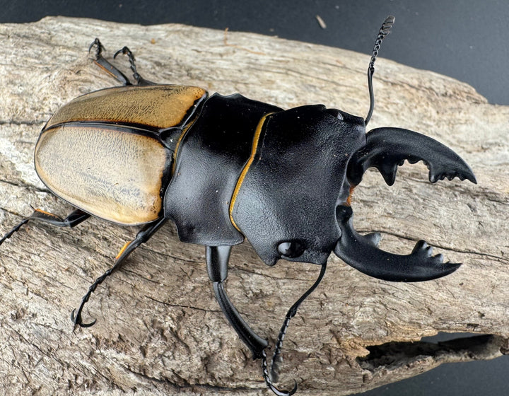 【WD】《カステルナウディツヤ 78.5mm ペア》